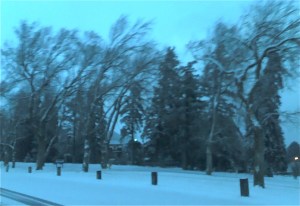 2011-12-25_reedparktrees