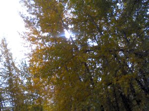 2012-10-15_12-40-36_882