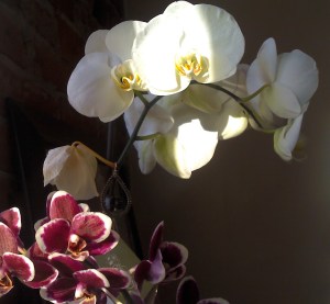 orchids in the sun