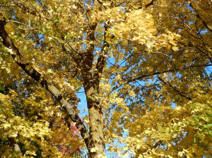 Tree covered in yellow leaves