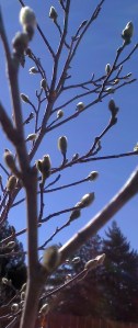 A budding shrub against a blue sky
