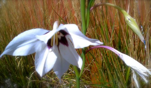 2015-08-09_16-04-06_277