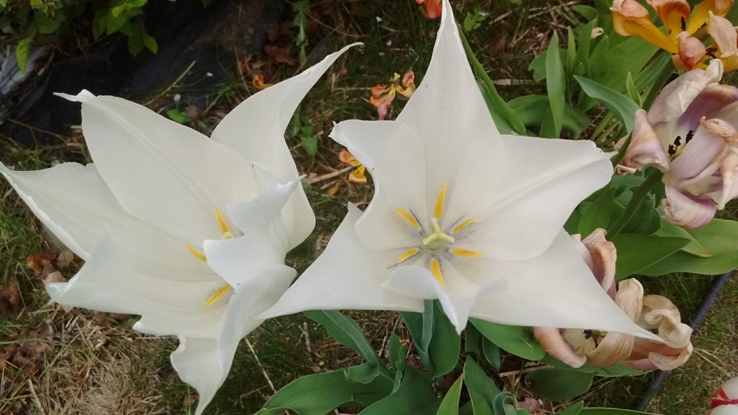 IMG_20180506_130452063